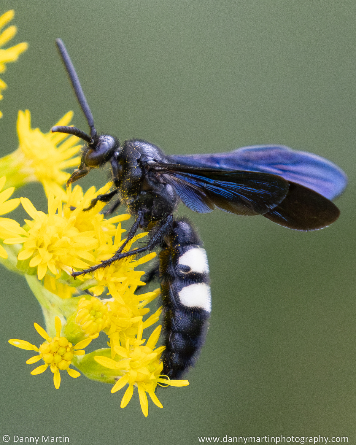 Double-banded Scoliid Wasp (Scolia bicincta) · iNaturalist
