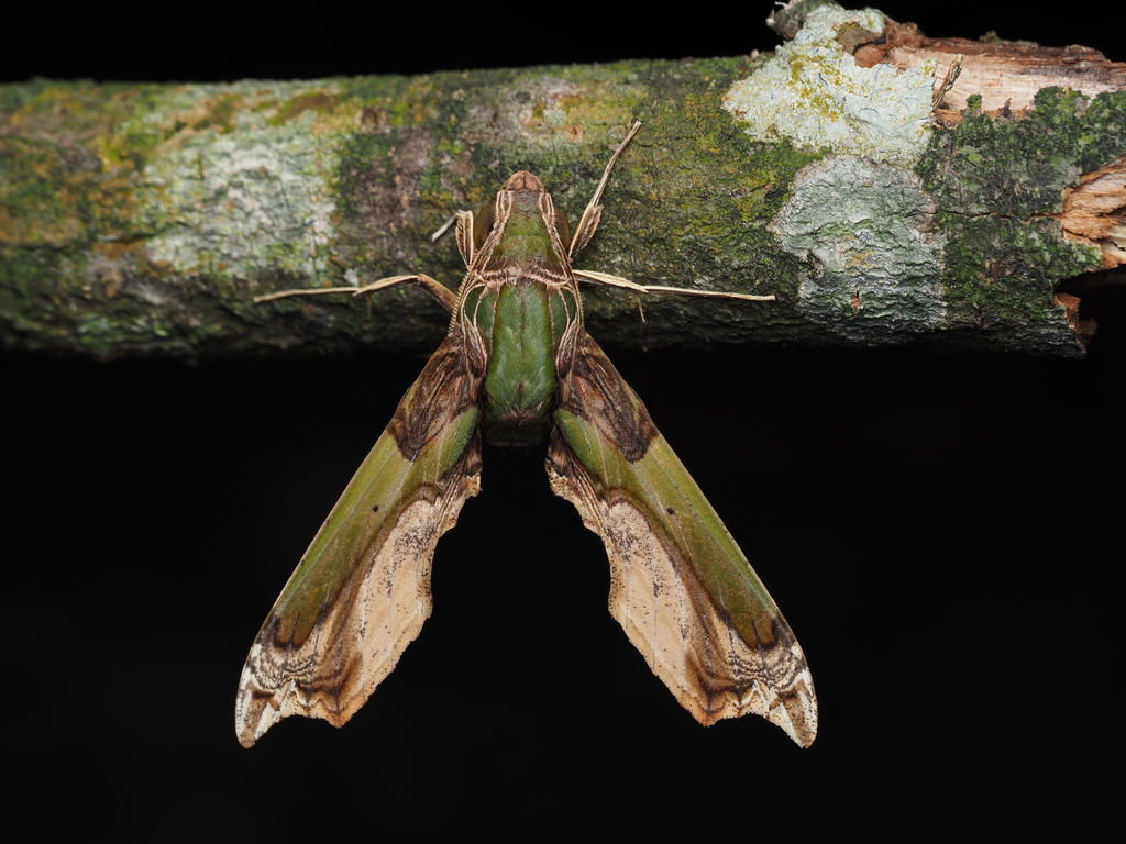 Green Rippled Hawkmoth