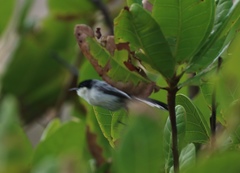 Polioptila plumbea