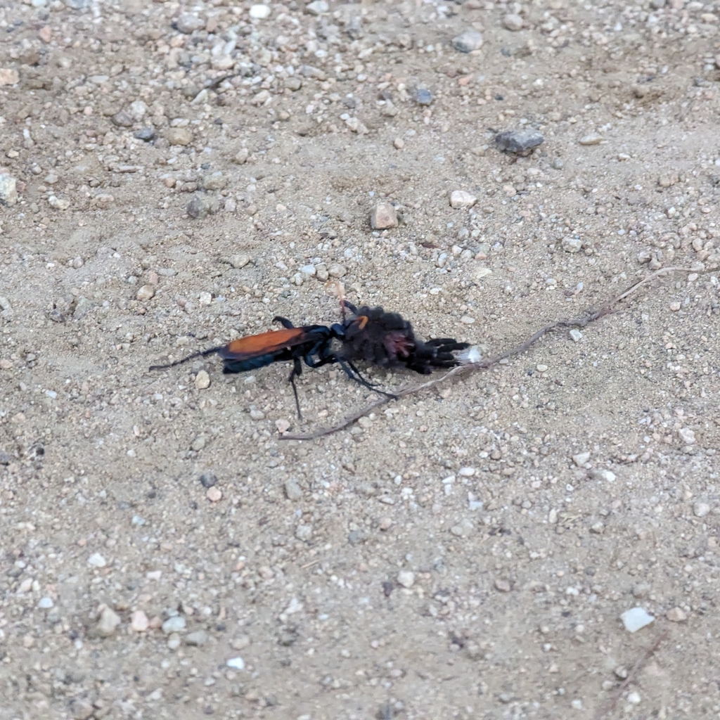 Milde's Tarantula-hawk Wasp