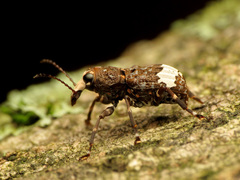 Eurymycter fasciatus