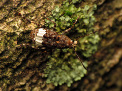 Eurymycter fasciatus