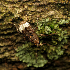 Eurymycter fasciatus