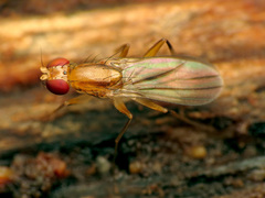 Clusia lateralis