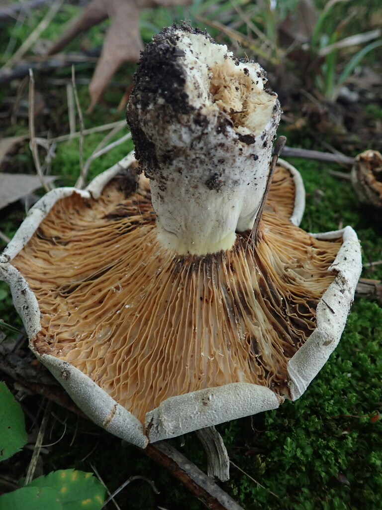 Lactifluus sp. 'subvellereus-ON01'