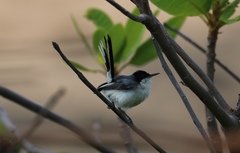 Polioptila plumbea