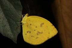 Pyrisitia dina westwoodi