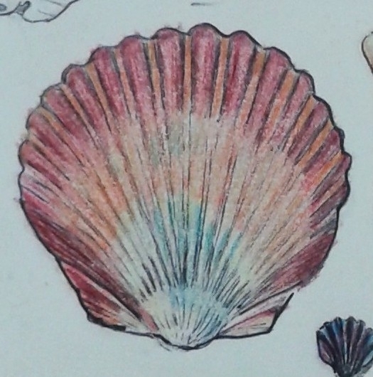 Atlantic Calico Scallop