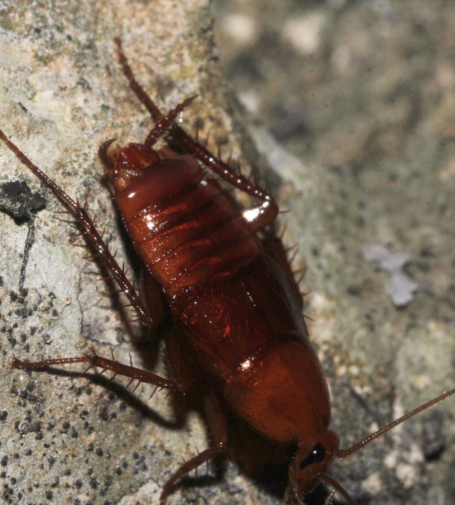 Nesomylacris reddelli