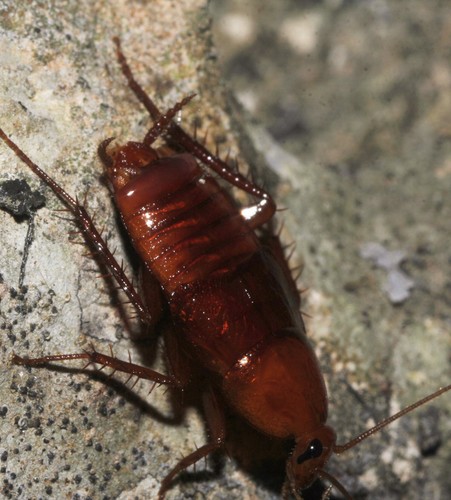 Nesomylacris reddelli