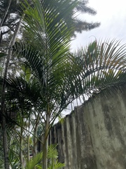 Dypsis lutescens image