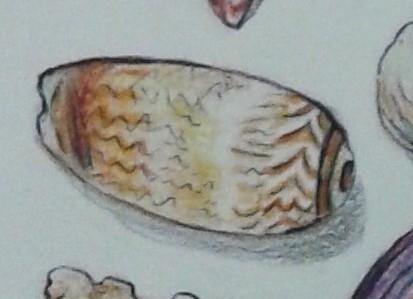 Oliva scripta, 2015-07-16