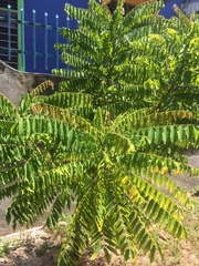 Ailanthus