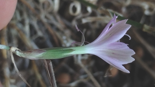 Image of Dianthus strictus by (c) Eleftherios Katsillis, some rights reserved (CC BY)