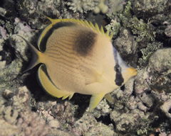 Chaetodon semeion