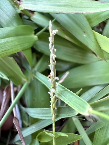 Zoysia matrella iNat (3)