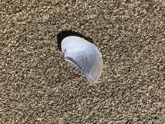 Heteroclidus punctatus