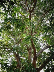 Mangifera indica