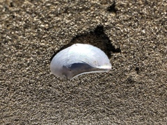 Heteroclidus punctatus