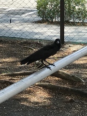 Corvus splendens
