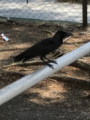 Corvus splendens