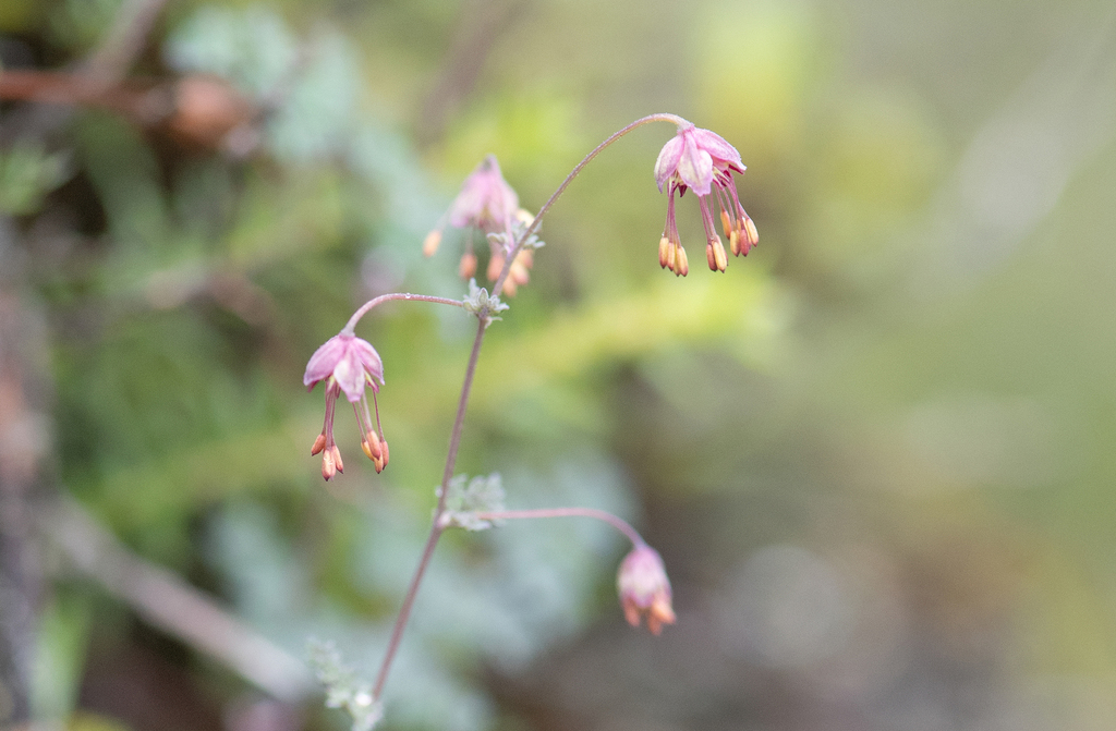 Thalictrum elegans; photograph Morten Ross, CC BY, iNaturalist via GBIF