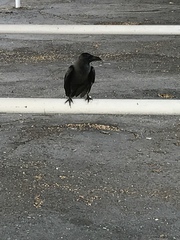 Corvus splendens