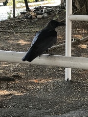 Corvus splendens