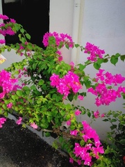 Bougainvillea