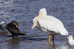 Pelecanus erythrorhynchos
