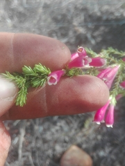 Erica diaphana