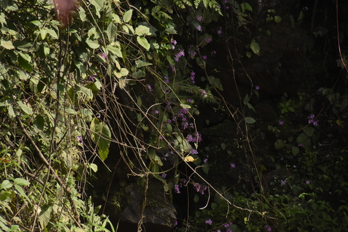 Image of Impatiens scapiflora by (c) deepachandran, some rights reserved (CC BY-SA)