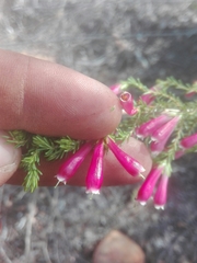 Erica diaphana