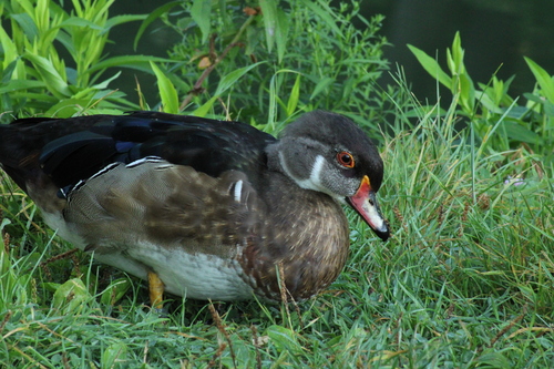 Pato joyuyo (Aix sponsa)