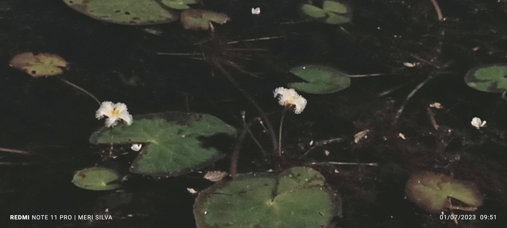 Nymphoides humboldtiana
