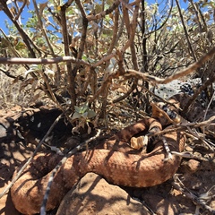 Crotalus pyrrhus