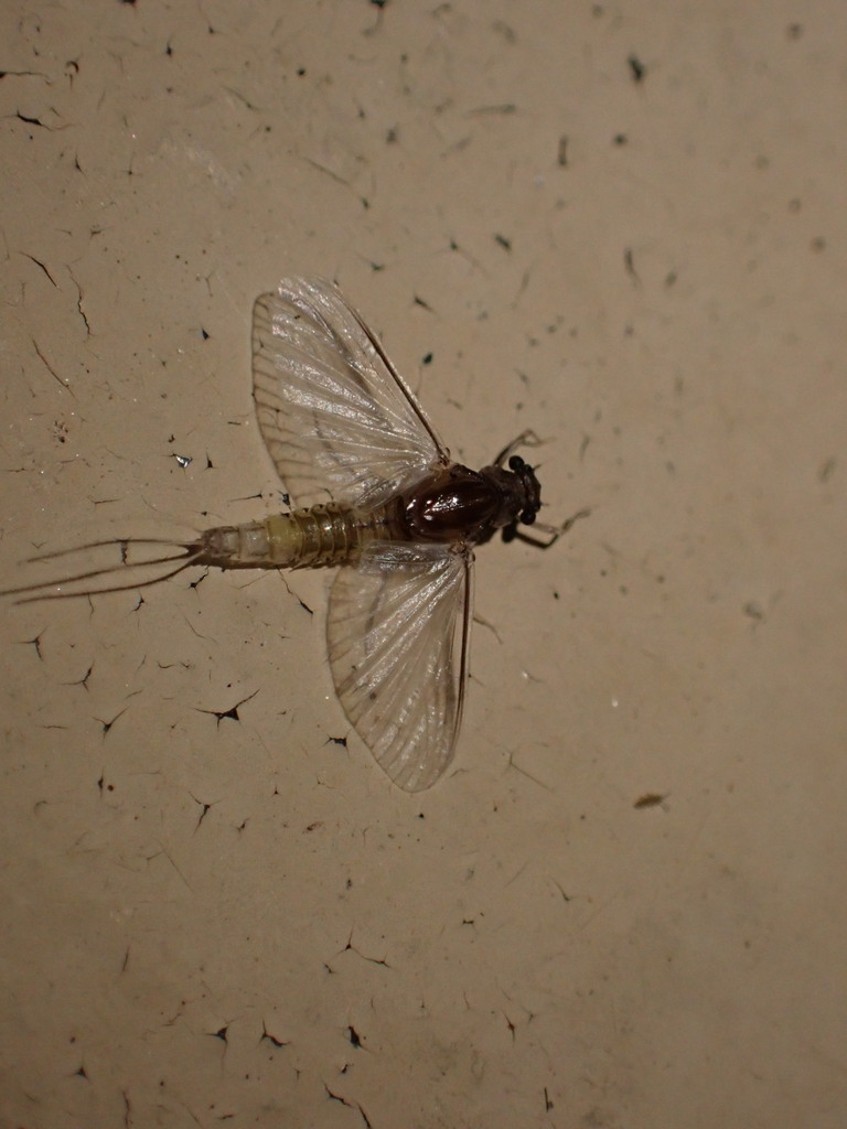 Caenis punctata