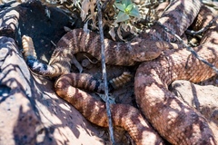 Crotalus pyrrhus