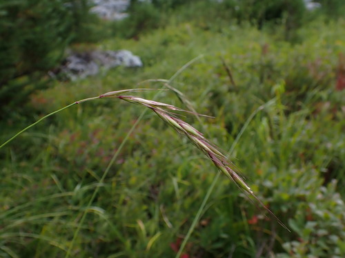 Image of Elymus hirsutus by (c) Nolan Exe, some rights reserved (CC BY)
