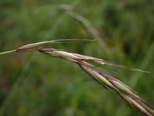 Image of Elymus hirsutus by (c) Nolan Exe, some rights reserved (CC BY)