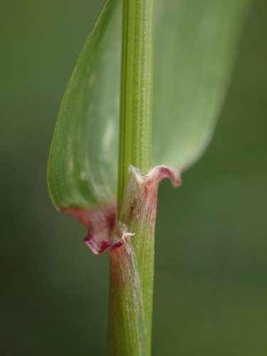 Image of Elymus hirsutus by (c) Nolan Exe, some rights reserved (CC BY)