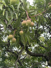 Mangifera indica image