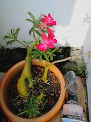 Adenium