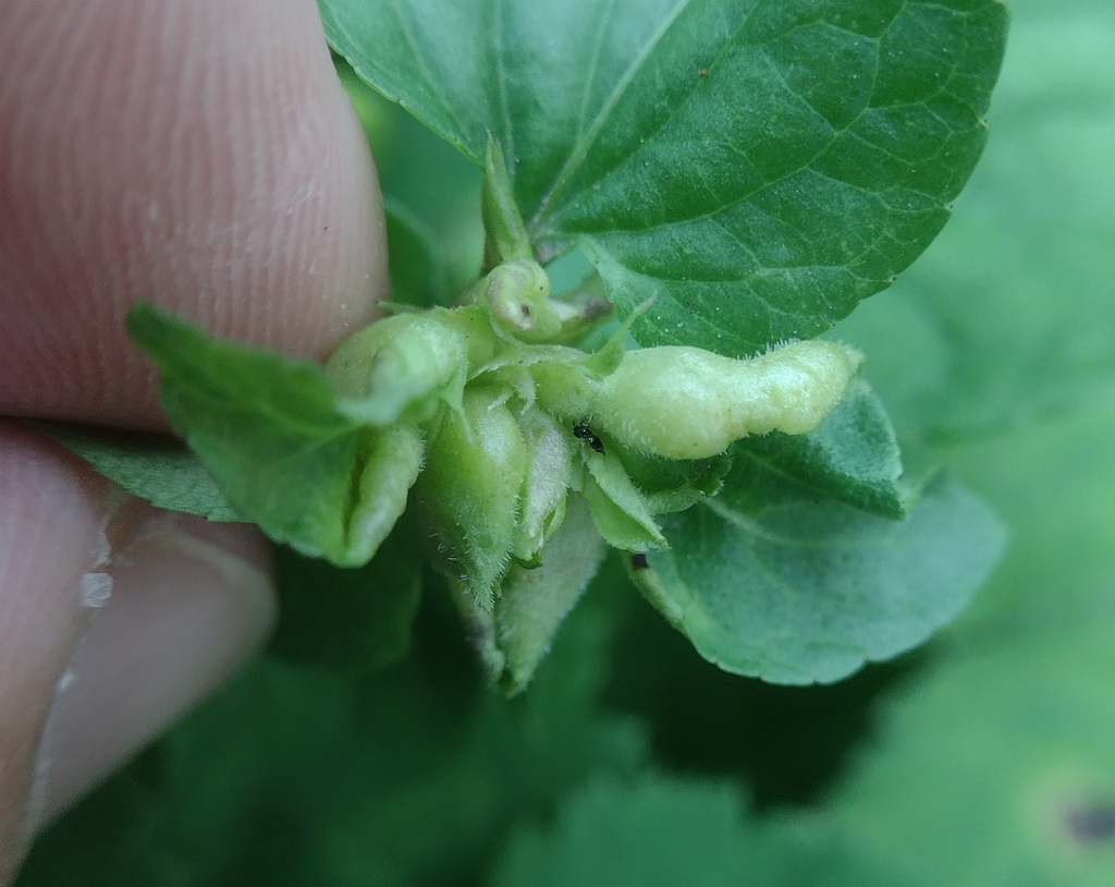 Violet Leaf Midge