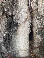 Adenanthera