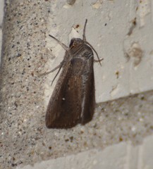 Leucania subpunctata