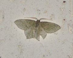 Chloropteryx nordicaria