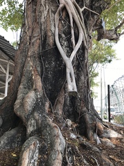 Adenanthera