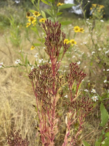Hypericum majus iNat (3)