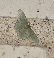 Chloropteryx nordicaria